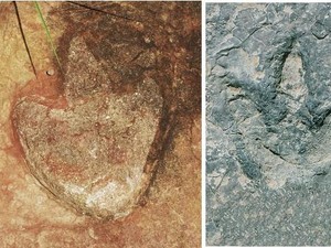 Ada Jejak Dinosaurus yang Mirip di Brasil - Kamerun, Bukti Pernah Jadi Satu?