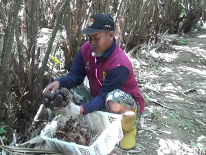 Meraup Cuan Jutaan Rupiah dari Manisnya Salak Pondoh Lereng Semeru