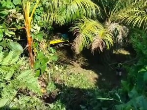 Pikap Bawa Rombongan Pengajian Terjun ke Jurang di Mateng, 1 Orang Tewas