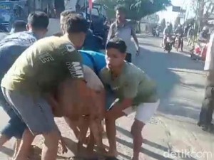 Truk Terbalik di Kupang, Puluhan Babi Berhamburan