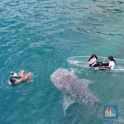 Mengintip Serunya Berenang Bersama Hiu Paus Sherly di Gorontalo