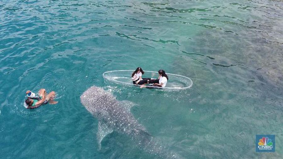 Wisata melihat hiu paus di Gorontalo. (CNBC Indonesia/Rindi Salsabilla)