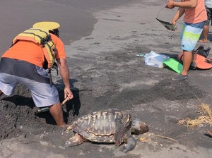 Lagi, Bangkai Penyu Lekang Terdampar di Pantai Kulon Progo