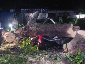 BPBD Bogor-Brimob Evakuasi Pohon Tumbang Timpa Mobil di Baranangsiang