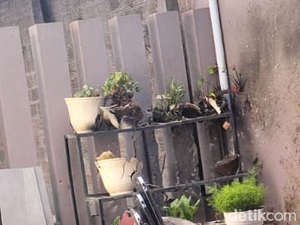 Penampakan Pot Bunga Hancur di Rumah Cagub Aceh yang Dilempar Granat