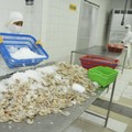 Ekspor Udang RI ke AS Anjlok Hampir 16%, Menteri Trenggono Buka Suara