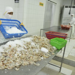 Udang RI Masih Dijegal AS, KKP Bersiap Ajukan Banding