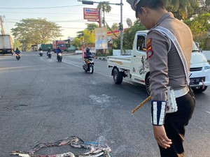Heboh Ular Piton Melintang di Tengah Jalan Bikin Pengendara Takut