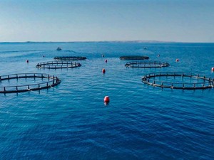Canggih! Abu Dhabi Kembangkan Keramba Ikan Berbasis AI