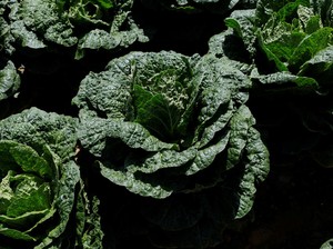Mimpi Buruk Hilangnya Kimchi Kubis di Korsel