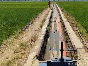 Puso Jadi Ancaman Nyata Petani di Indramayu