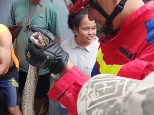 Momen Damkar Evakuasi Ular Sanca 4 Meter yang Bikin Mampet Saluran Air