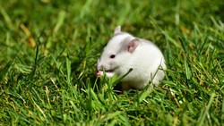 Kenapa Tikus Sering Dijadikan Hewan Percobaan di Lab? Ini Alasannya