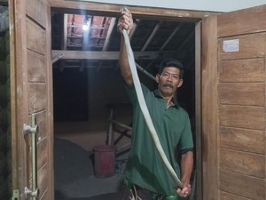 Jegagik! Kobra Jawa 1,5 Meter Nyelonong ke Rumah Warga di Baran Klaten