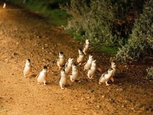 5 Tempat Wisata Keluarga Terfavorit di Melbourne, Bikin Liburan Makin Seru