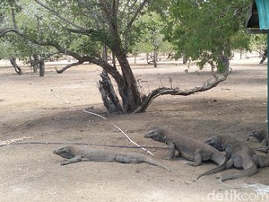 Pungutan Turis Rp 10 Ribu di Pulau Komodo Dibatalkan