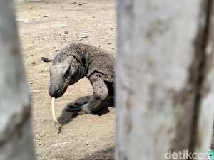 Komodo Gigit Pagi, Sorenya Baru Makan