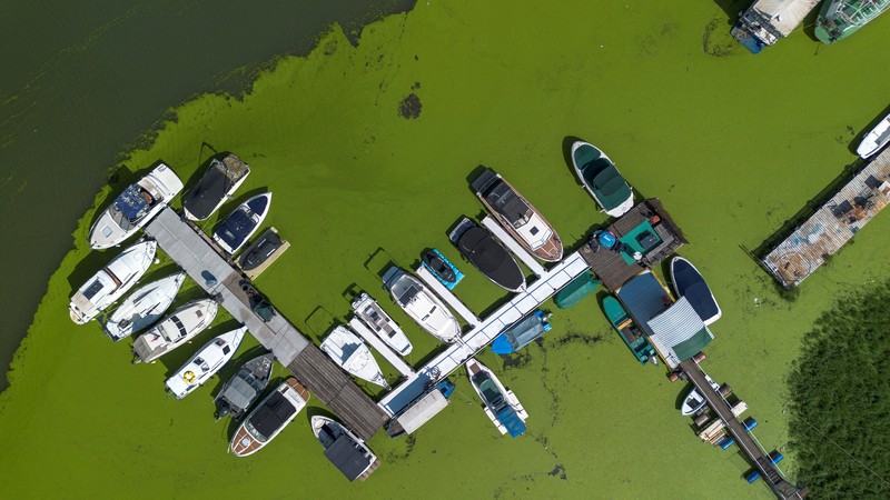 EUROPE-WEATHER/SERBIA-RIVER A drone image shows rowers training in the River Sava's inlet, where water has been covered with algae that thrive in warm and polluted environment in Belgrade, Serbia, September 2, 2024. REUTERS/Djordje Kojadinovic