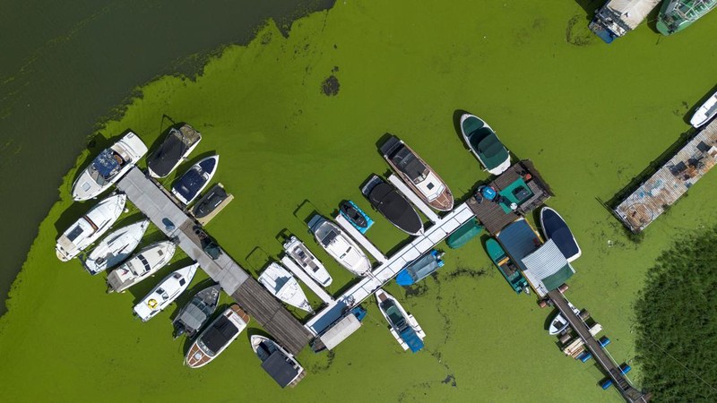 A drone image shows rowers training in the River Sava's inlet, where water has been covered with algae that thrive in warm and polluted environment in Belgrade, Serbia, September 2, 2024. REUTERS/Djordje Kojadinovic