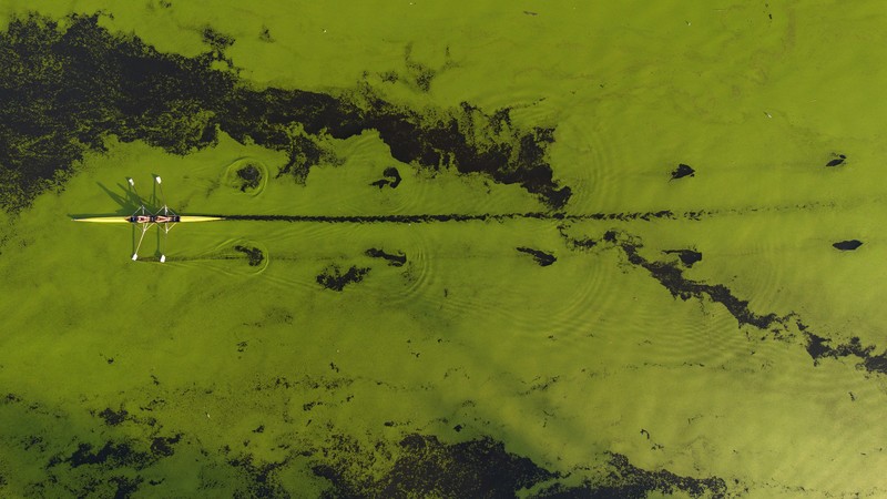 A drone image shows rowers training in the River Sava's inlet, where water has been covered with algae that thrive in warm and polluted environment in Belgrade, Serbia, September 2, 2024. REUTERS/Djordje Kojadinovic