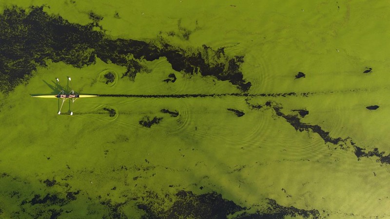 A drone image shows rowers training in the River Sava's inlet, where water has been covered with algae that thrive in warm and polluted environment in Belgrade, Serbia, September 2, 2024. REUTERS/Djordje Kojadinovic