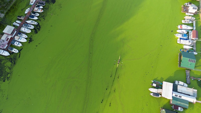 A drone image shows rowers training in the River Sava's inlet, where water has been covered with algae that thrive in warm and polluted environment in Belgrade, Serbia, September 2, 2024. REUTERS/Djordje Kojadinovic