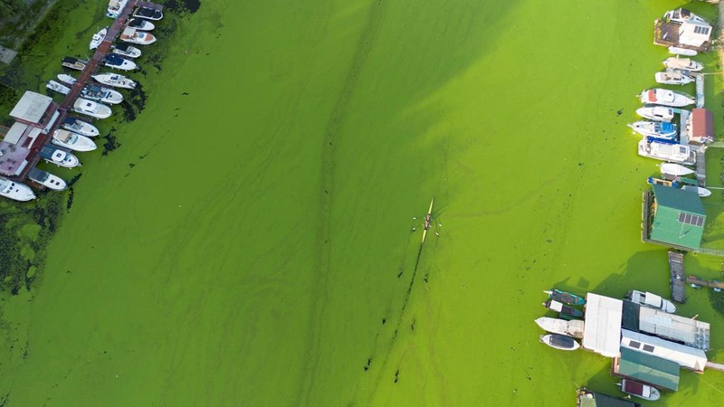 A drone image shows rowers training in the River Sava's inlet, where water has been covered with algae that thrive in warm and polluted environment in Belgrade, Serbia, September 2, 2024. REUTERS/Djordje Kojadinovic