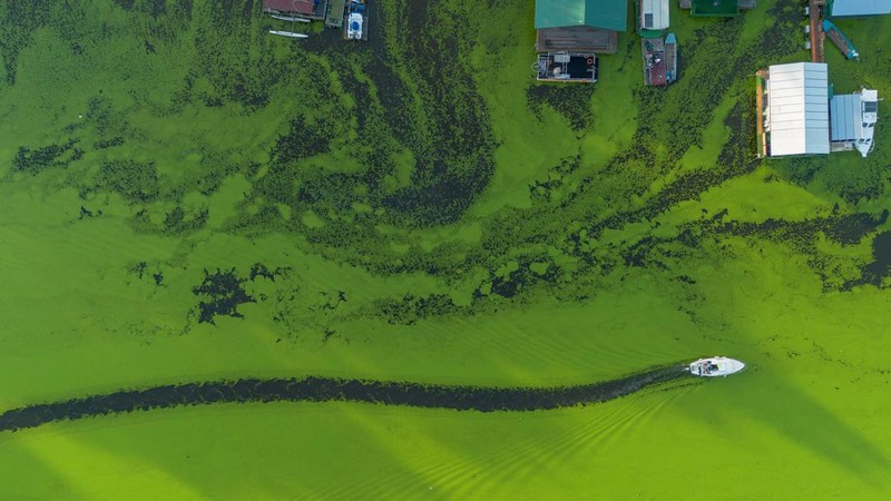 A drone image shows rowers training in the River Sava's inlet, where water has been covered with algae that thrive in warm and polluted environment in Belgrade, Serbia, September 2, 2024. REUTERS/Djordje Kojadinovic