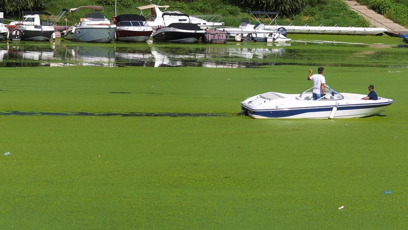 A drone image shows rowers training in the River Sava's inlet, where water has been covered with algae that thrive in warm and polluted environment in Belgrade, Serbia, September 2, 2024. REUTERS/Djordje Kojadinovic