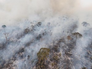 Ngeri! Hutan Amazon Susut Seluas Gabungan Jerman-Prancis