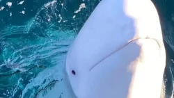 5 Hewan yang Pernah Menjadi Agen Rahasia, Terbaru Diduga Paus Beluga dari Rusia