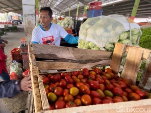 Harga Tomat di Malang Anjlok Jadi Rp 1.500 Per Kg, Petani Rugi 40%