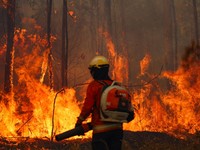 Potret 'Neraka' di Paru-Paru Dunia, Hutan Terbakar-Kondisi Mencekam