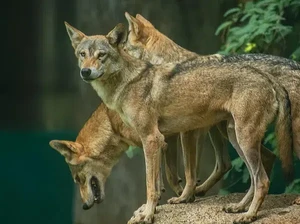 Serigala Kabur Bikin Heboh Pengunjung Kebun Binatang