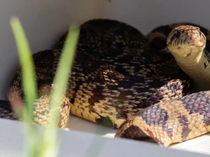 Pertama di Dunia, Ular Lahir dari Sperma yang Dibekukan
