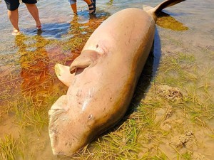Geger Warga Temukan Bangkai Dugong di Pinggir Pantai Minahasa