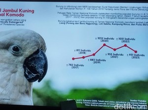 Populasi Kakaktua Kecil Jambul Kuning di TN Komodo Tersisa 931 Ekor