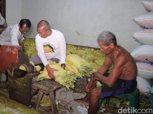 Harga Jual Naik, Luas Tanam Tembakau Lamongan Bertambah Jadi 9.638 Ha