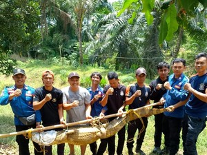 Air Sungai Surut, Buaya 3 Meter Masuk Kolam Ikan Warga di Musi Rawas