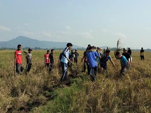Safari Berburu, Trik Warga Tugumulyo Berantas Hama Tikus