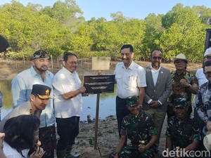 Luhut Tanam Bibit Mangrove yang Diberkati Paus Fransiskus di Bali