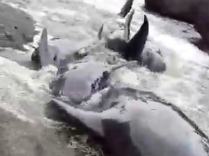 Video: Peneliti Jelaskan Fenomena Paus Pilot Terdampar di NTT