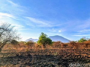 Dijuluki Africa Van Java, Ini Pesona Taman Nasional Baluran Situbondo