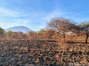 Wisata Baluran, Ada Apa Saja di Cagar Biosfer UNESCO?