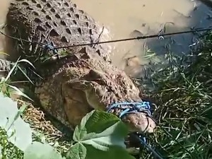 Terkam Unde hingga Tewas, Buaya 5 Meter Ditangkap-Ditombak Warga