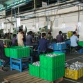 Potret Miris Pabrik Kompor Quantum PHK 511 Karyawan