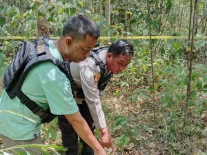 BKSDA Sumsel Cek Lokasi Kawanan Gajah yang Tewaskan Ibu Hamil di Mura