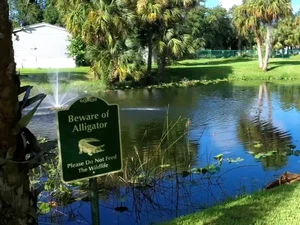 Nenek 84 Tahun Selamat dari Serangan Aligator dan Meninjunya