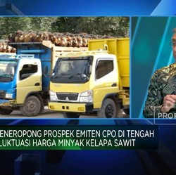 Video: Adu Siasat Produsen Sawit Hadapi Perubahan Harga Hingga Cuaca