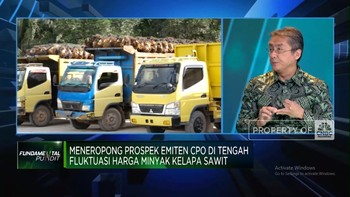 Video: Adu Siasat Produsen Sawit Hadapi Perubahan Harga Hingga Cuaca